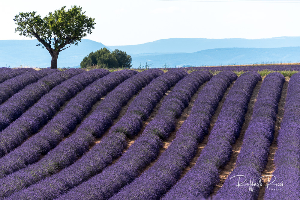 Valensole (19)